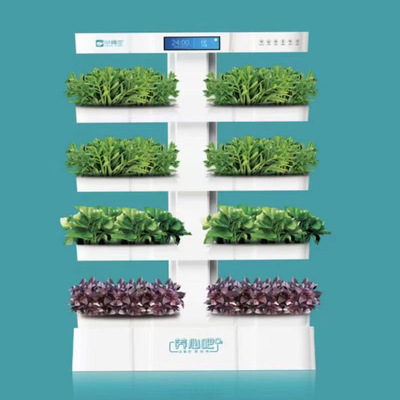 Heart blessing Yang Xin indoor atmosphere Humidification purify Hydroponics plant Vegetable shoots Calcium Heart nourishing vegetables Environment agent
