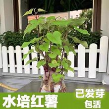 幼儿园水培红薯香芋盆栽景地瓜番薯大蒜姜客厅办公室庭院手工作业