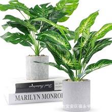 ���R�d����ֲ�����Է��洺���~�������~�ٻ��Gֲ���{������