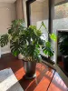 The back height of the big leaf turtle is 60-70cm [including black pen holder and basin]