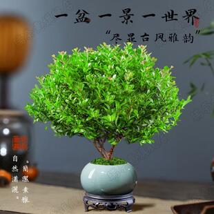 С~辰zľֲ҃kСGֲBļ