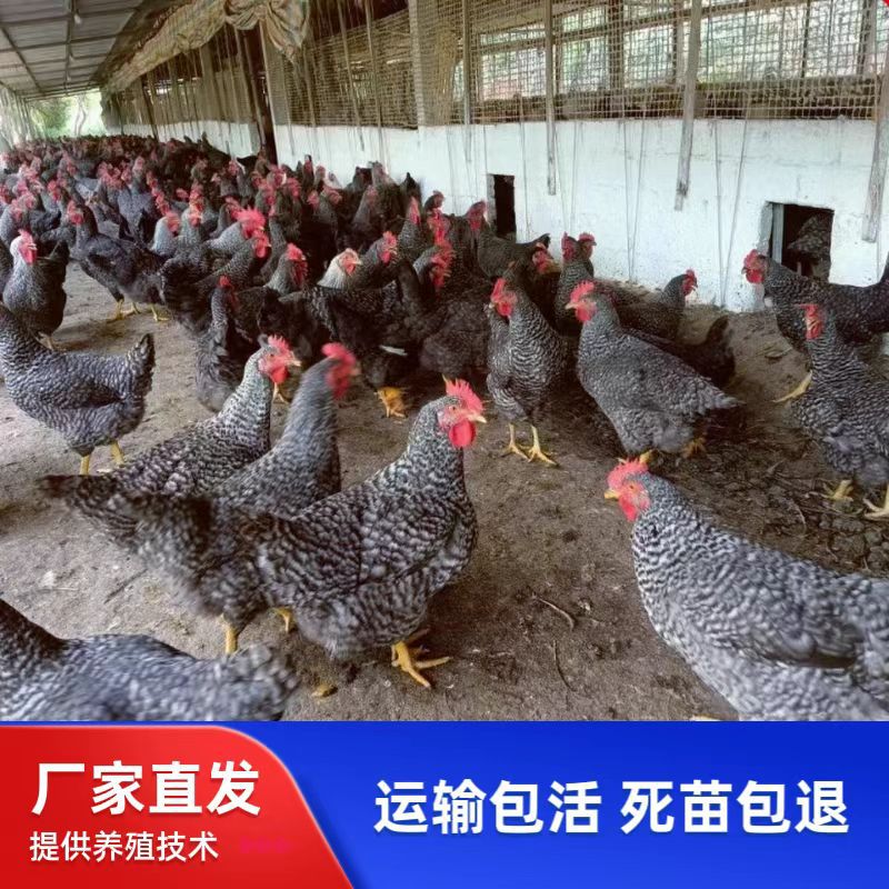 沪上黑芦花鸡苗产蛋纯黑小种中速细脚高脚花羽小苗土鸡苗散养本地