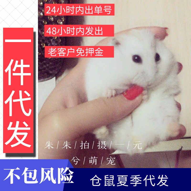 2026代发小仓鼠三线布丁紫仓银狐活物金丝熊长毛熊卷毛熊不包风险