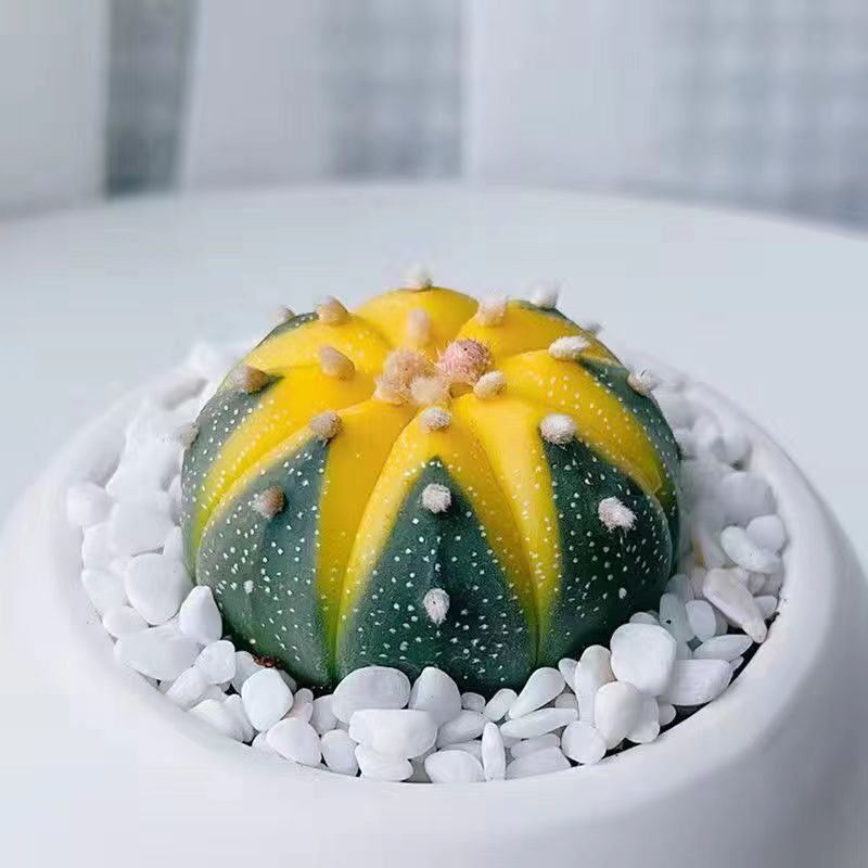 [Money in Pocket] Golden Pocket Star Pocket Brocade Cactus Succulent Plant Office Miniature Green Plant Flower Potted Plant