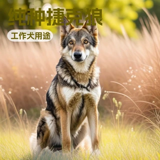 纯种捷克狼宠物活体狗狗活狗大型护卫犬搜救犬工作犬狼狗幼崽小狗
