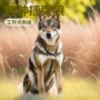 捷克大型活体纯种狗狗