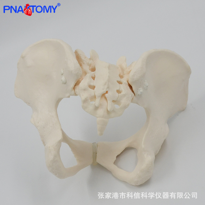 1 a 1 modelo de pelvis móvil sacro cadera pelvis femenina flexible esqueleto humano anatomía músculo del piso pélvico