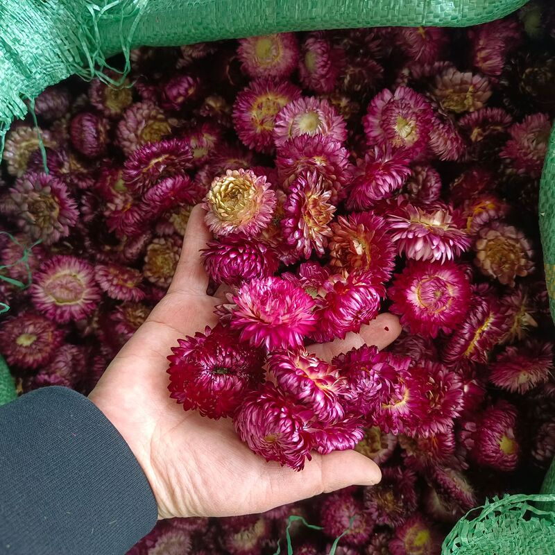 麦わら菊の花の頭の乾いた花の七色の菊の頭のDIYの材料は自然な真の花の雲南の源の工場を包んで卸売りします。|undefined