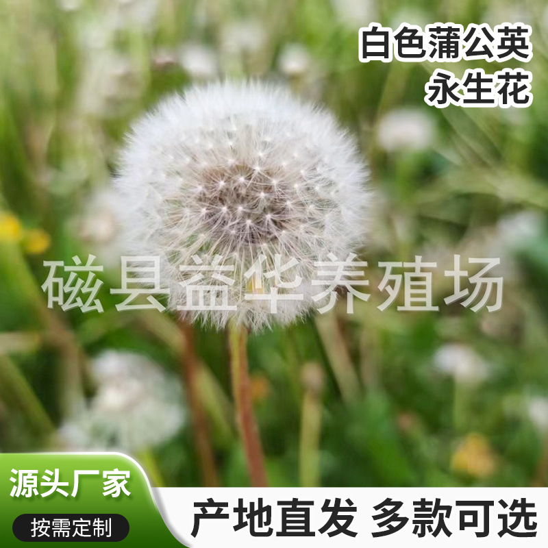 Manufacturer Wholesale of Dandelion Preserved Flowers, Simple Home Decoration DIY Dried Flowers, Ornaments, Handmade Craft Materials