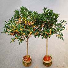 �𻨽��F���ͥԺ���Խ��ԭ���ߗU�������Ԇ�ľͥԺ�e�����^����