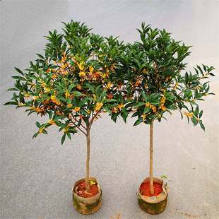 �𻨽��F���ͥԺ���Խ��ԭ���ߗU�������Ԇ�ľͥԺ�e�����^����