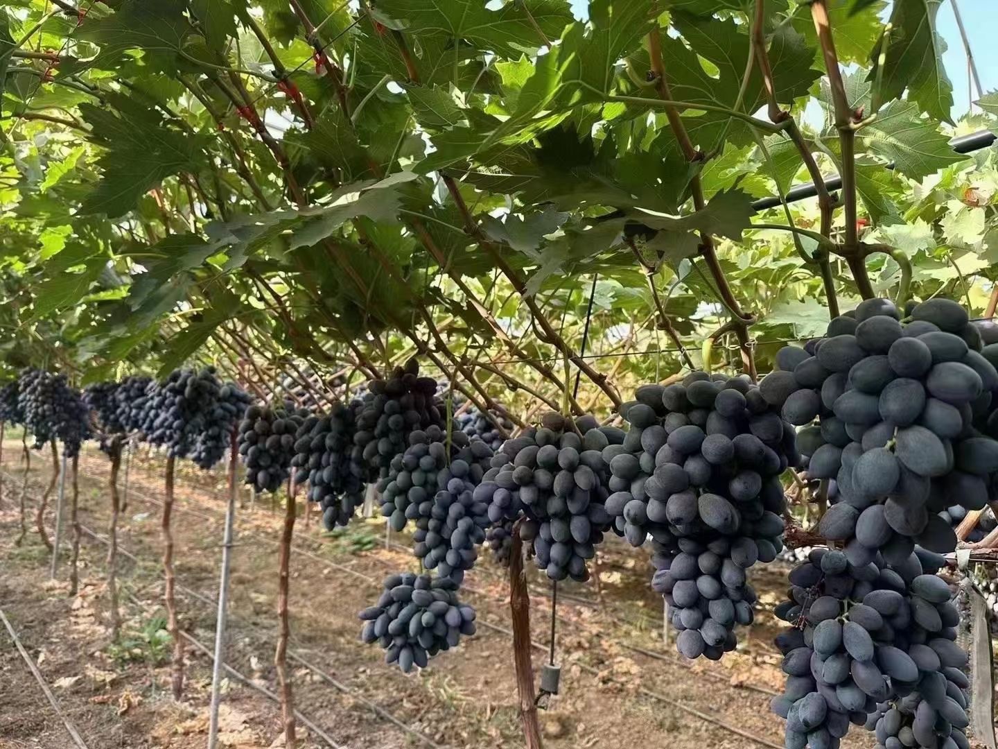 微信图片_20240804200733