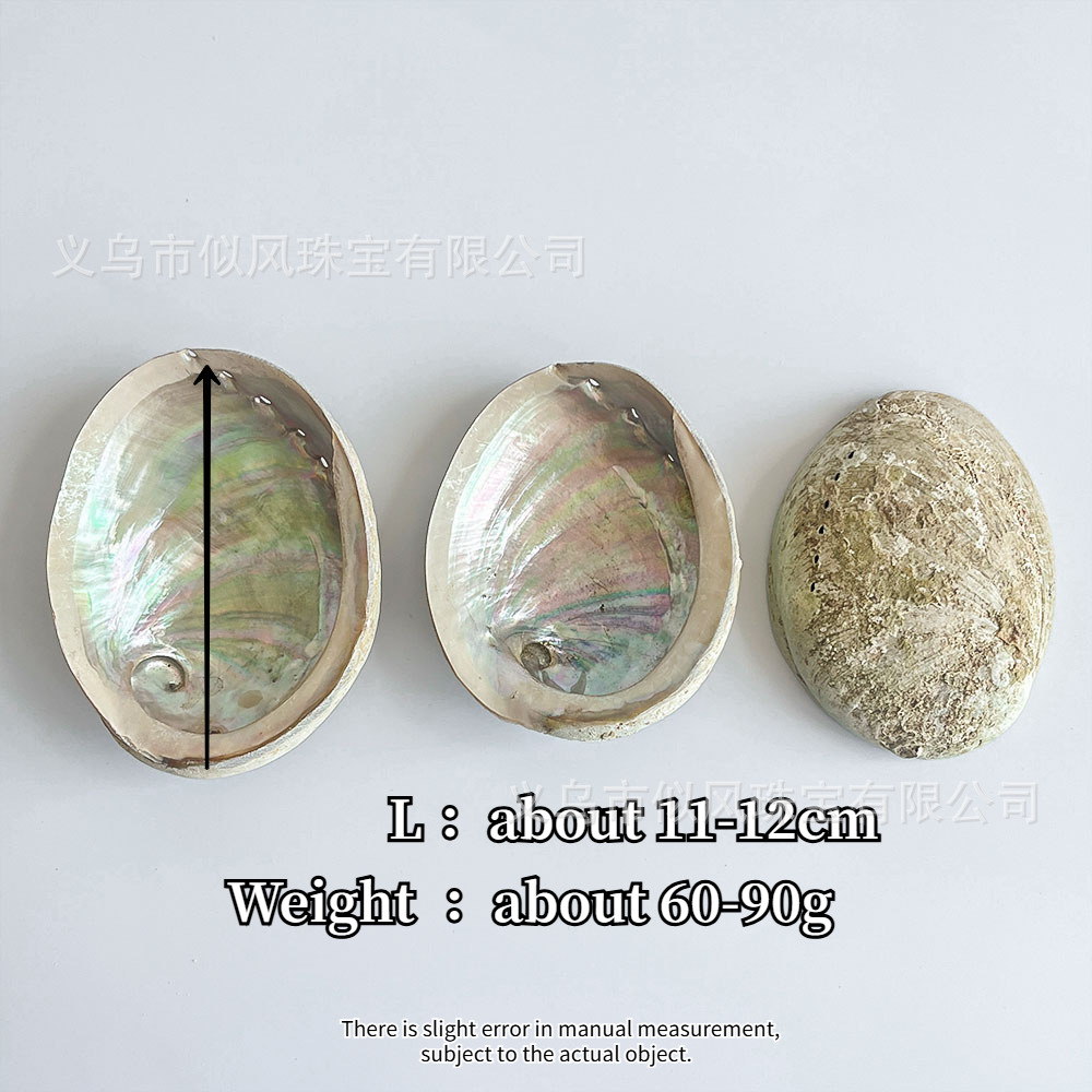 Australian white clam 11-12cm
