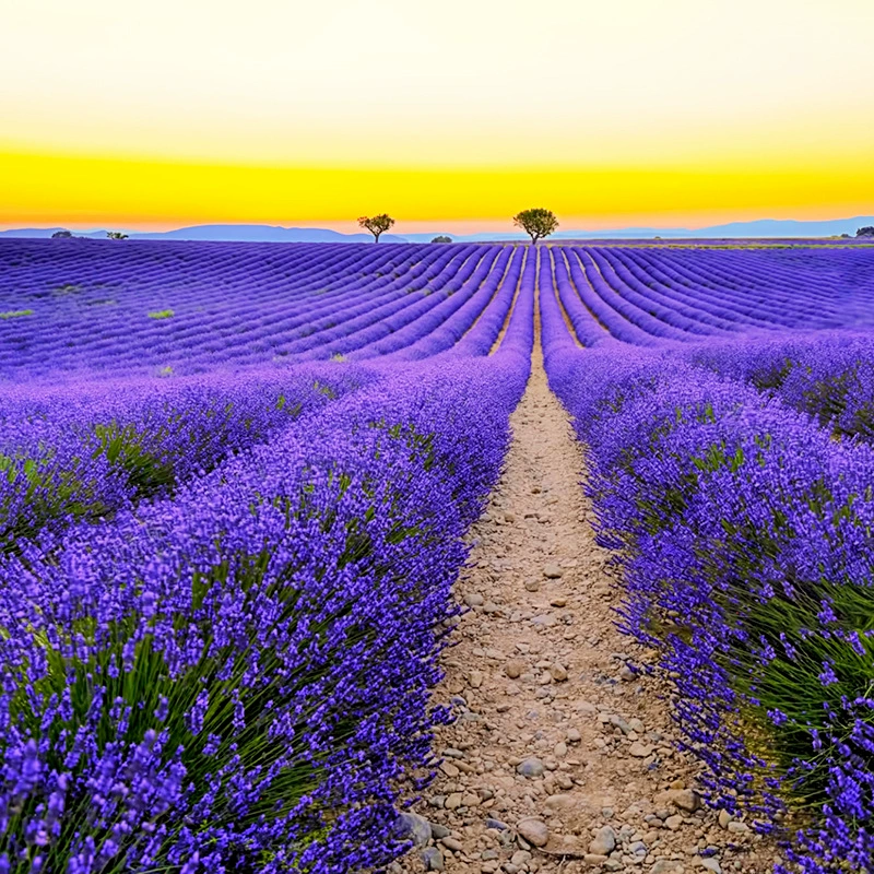 Семена лаванды Four Seasons легко выращивать Леди Прованс Семена лаванды семена многолетних цветов