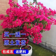 【耐寒】三角梅特价四季开花耐热室外庭院多色花卉绿植爬藤植物