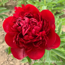 �Sɫ�ͺ��ذ��^�p��ș����N���ļ��׻�ͥԺ�����҃�����ĵ������