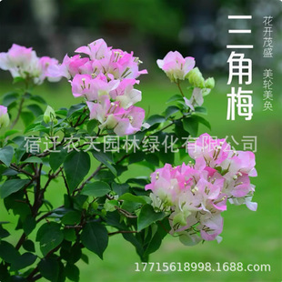 Double Red Bougainvillea Potted Flowering Bougainvillea Seedlings New Variety Climbing Vines Old Piles Four-Season Blooming Flower Plant Green Cherry