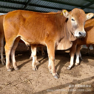 鲁西黄牛多少一头 种牛牛苗改良肉牛 西门塔尔牛 活体小牛苗