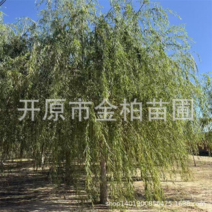 ��z�������4-25���־��^�е���ͥ�a�ӵ��G�������֦������