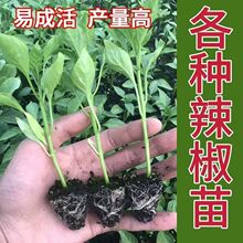 优质辣椒苗高产壮苗薄皮螺丝椒长线朝天椒盆栽地栽新鲜四季辣椒苗