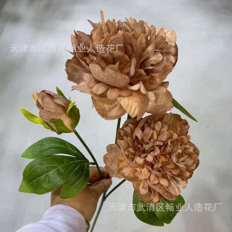pivoine