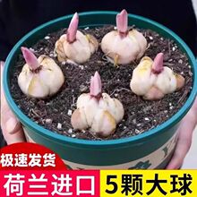 进口香水百合种球带芽冻不死四季开花室内外阳台多头百合耐寒好养