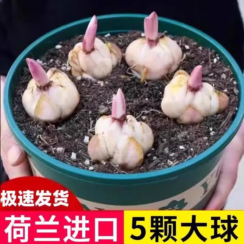 进口香水百合种球带芽冻不死四季开花室内外阳台多头百合耐寒好养