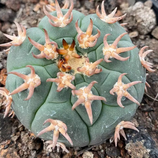 Cat's Claw Real Cactus with Hard Thorns, Strong Thorns and Curly Thorns, Beautiful Flowering Balance Pills, Cactus Succulents