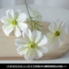 3 heads of white gesanthemum flowers