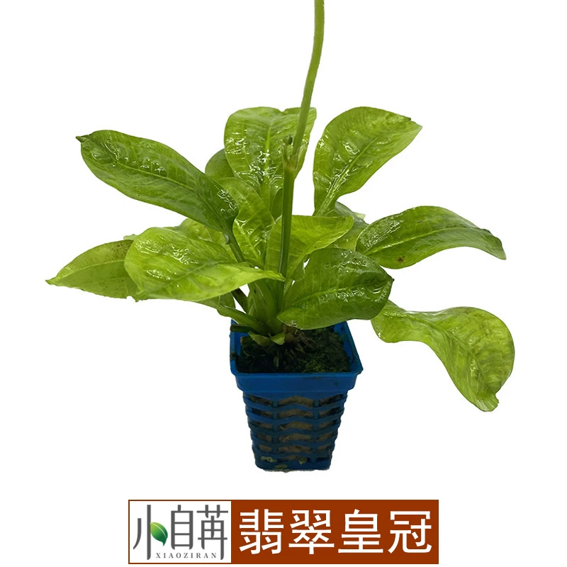 Аквариум с изумрудной короной настоящая водная трава живая луга Прямая оптовая продажа привязана к затонувшей древесине отрицательная хорошая поддержка без нижнего песка