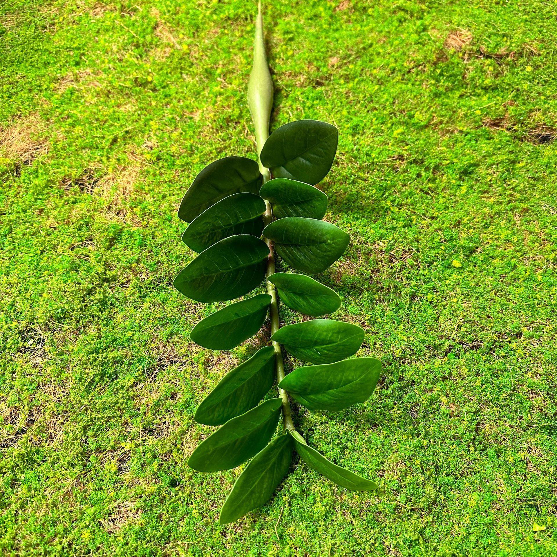 Money Leaf 14 hojas individuales (altura 45)