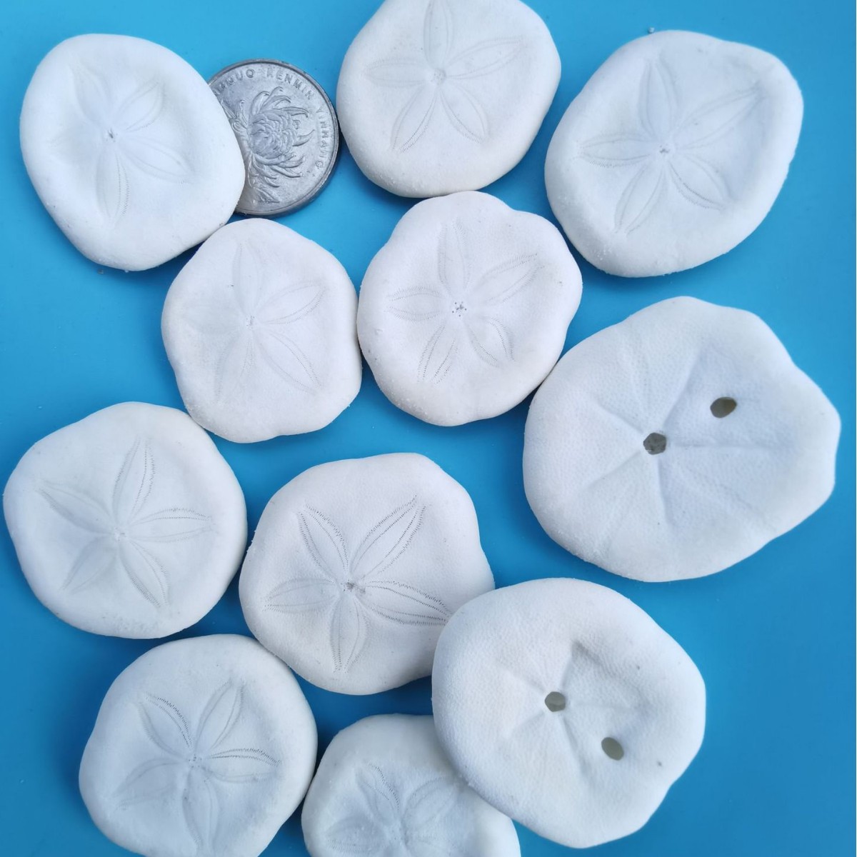10 white flat sea urchins