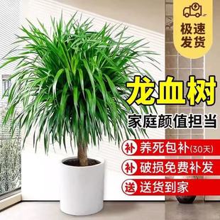 ��Ѫ��͏d���ԾGֲ�҃ȶ��^��횘����F���绨���辰ֲ�������