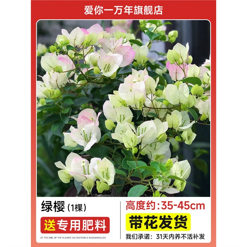 [과거 인기상품] 부겐빌레아 : 그린 사쿠라 모종 [꽃과 함께 배송] + 비료