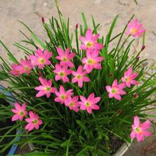 �̨���@�L���mС�����[�m����ֲ�ﻨ�ܾGֲ�²��m���҃�����ͥԺ