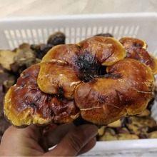 `֥մeɽҰ`֥ɽ֥l`֥۷ǷNֲ`֥