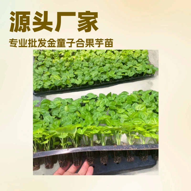 Источник производителя поставляет микро-пейзаж, развлечение в помещении, маленький горшок, золотой мальчик, фрукты, таро, садовые цветочные саженцы, оптовая продажа