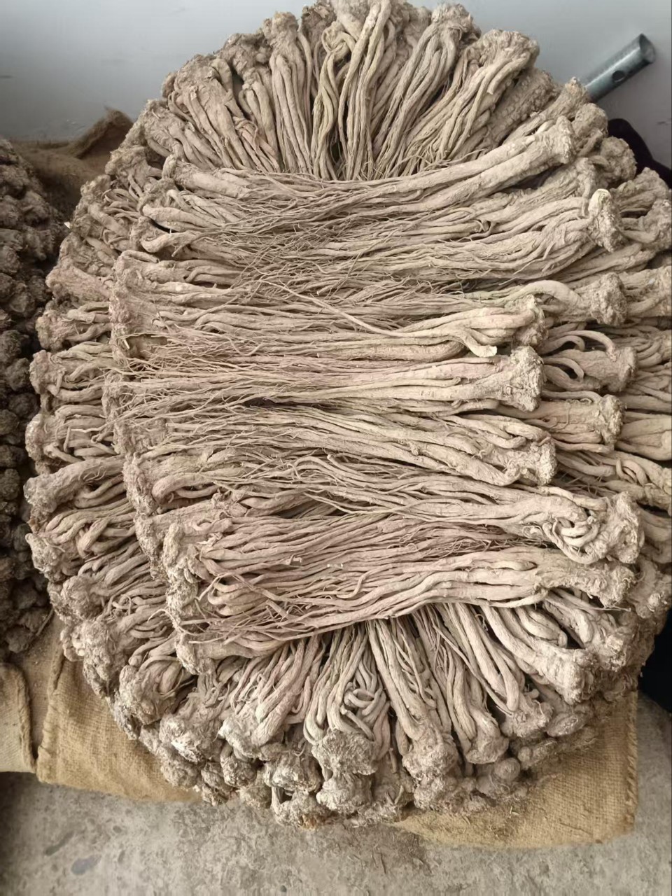Whole Root Dried Angelica from Min County, Gansu, Sulfur-Free, Direct from the Place of Origin, and Processing of Angelica as Chinese Medicinal Herb detail image