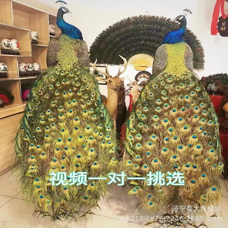 Где я могу продать образцы павлина? Отель благоприятный Павлин образец украшения животных образец цена