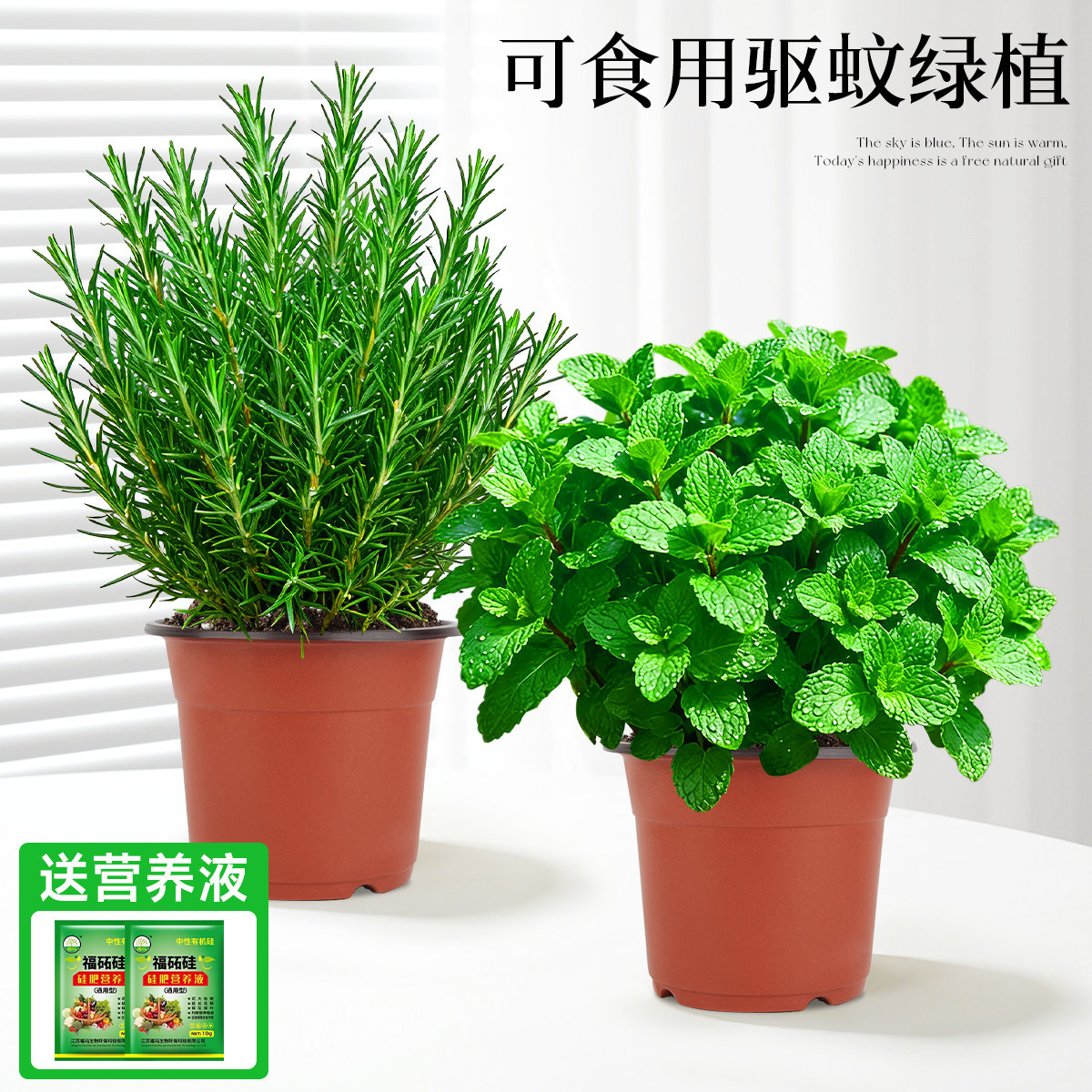 With simple planting pot