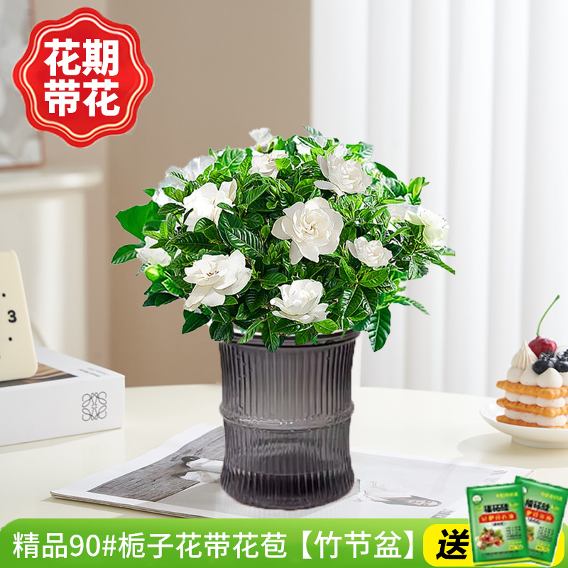 부티크 90#치자나무 개화기(대나무 화분)에 영양액을 공급