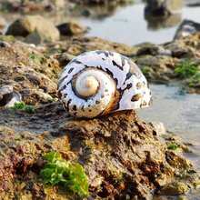 天然海螺大贝壳白珊瑚摆件海洋标本收藏鱼缸寄居蟹壳