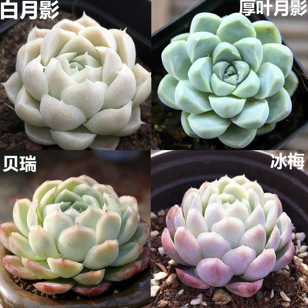 백월그림자 + 두꺼운잎달그림자 + 베리 + 얼음매실 4-5cm (플라스틱 화분에 심으면 배송이 더 쉽습니다)