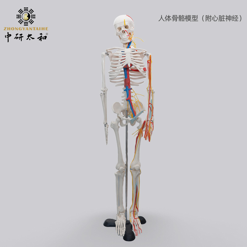 Chinese: Physiological skeleton, heart, human bone, 85cm