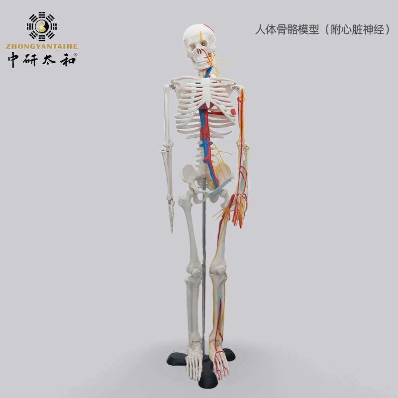 Chinese: Physiological skeleton, heart, human bone, 85cm