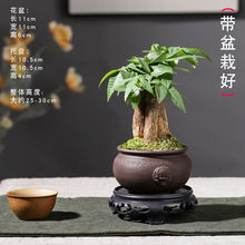 发财树发财小盆栽办公室创意植物室内桌面绿植花卉小盆景四季好养