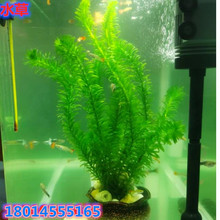 ���l������݆�~���嵭ˮ�~���쾰�ļ�ˮ�ݻ��wС���r�Bֳ�ú�β��