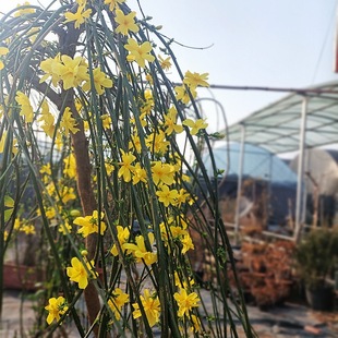 ӭ辰ߗU̽ͥԺԮٴ܈󴺻ֲ