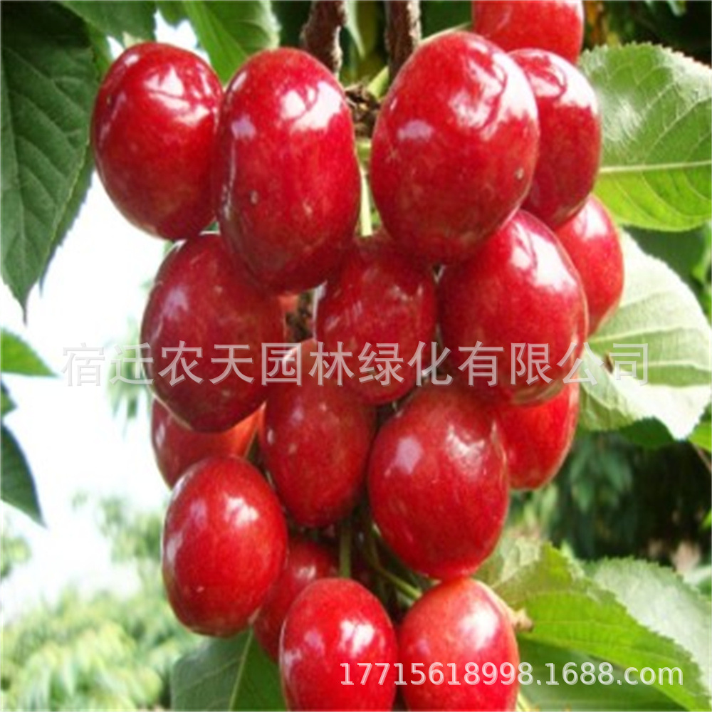 福星福晨樱桃树苗车厘子树苖南方北方种植地栽盆栽当年结果樱桃苗
