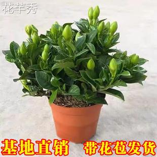 Gardenia Potted Plant with Buds, Four-Season Flowering Plant, Indoor Balcony Flower, Strong-Scented, Mosquito-Repellent, Easy to Grow in Hydroponics